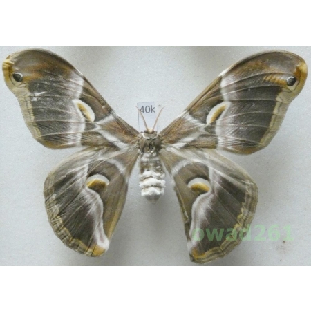 Samia cynthia (Drury, 1773) female ex. ovo China 106mm40k